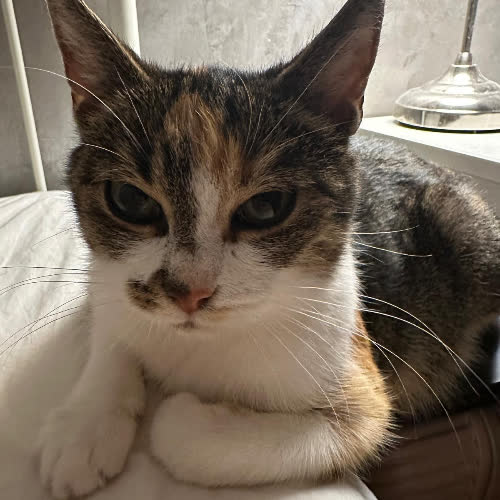 Koty ze schroniska do adopcji Terri