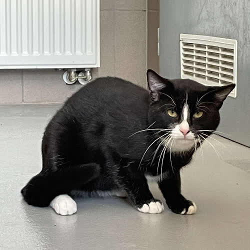 Koty ze schroniska do adopcji A95