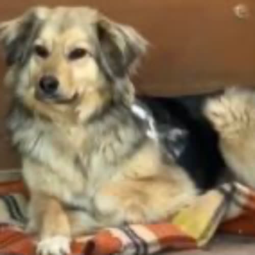 Psy ze schroniska do adopcji Miriam