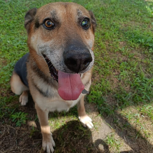Psy ze schroniska do adopcji Gabon