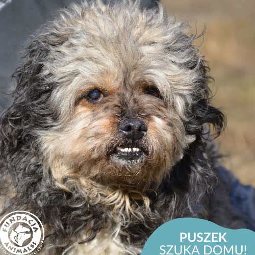 Psy ze schroniska do adopcji Puszek