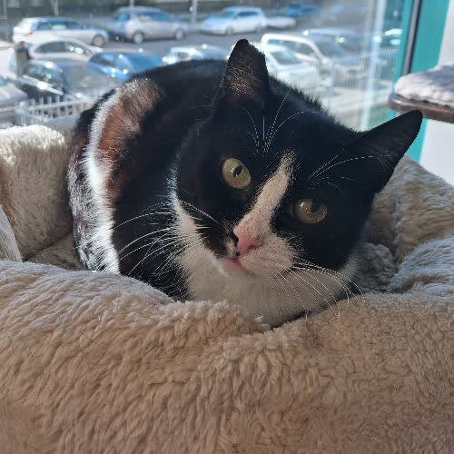 Koty ze schroniska do adopcji Kurka