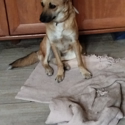 Psy ze schroniska do adopcji Layla