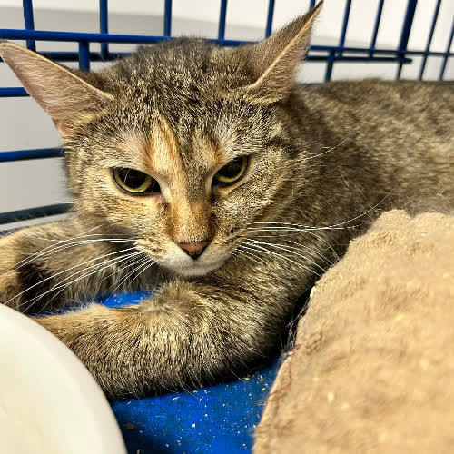 Koty ze schroniska do adopcji Zoja 