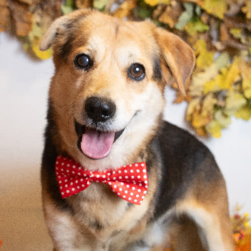 Psy ze schroniska do adopcji DRWAL