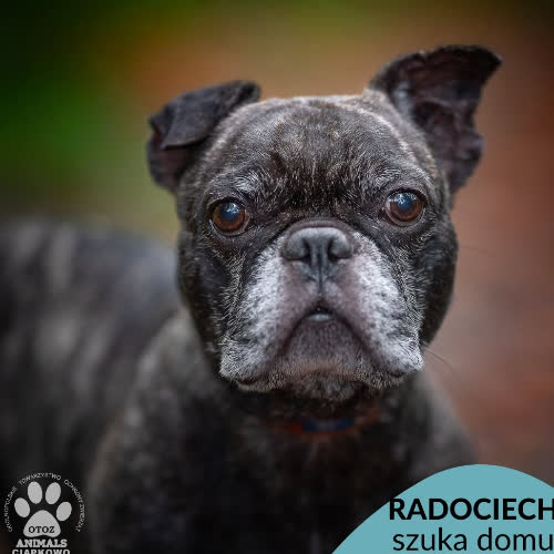 Radociech