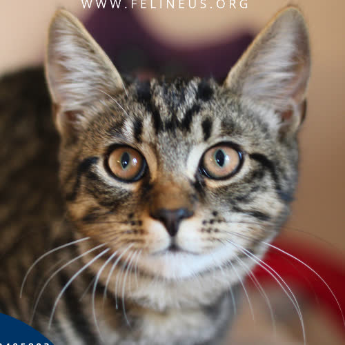 Koty ze schroniska do adopcji Fobos