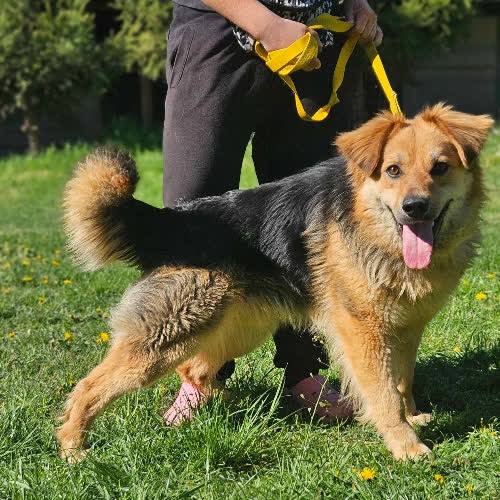 Psy ze schroniska do adopcji Bekon