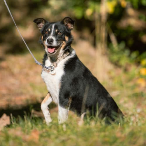 Psy ze schroniska do adopcji Robi