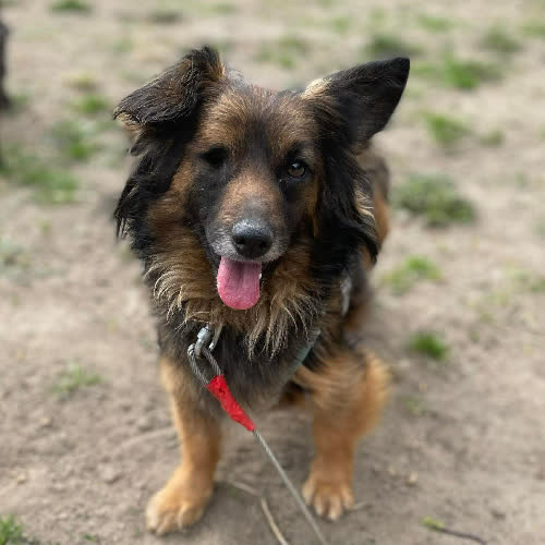 Psy ze schroniska do adopcji Żurnalistka