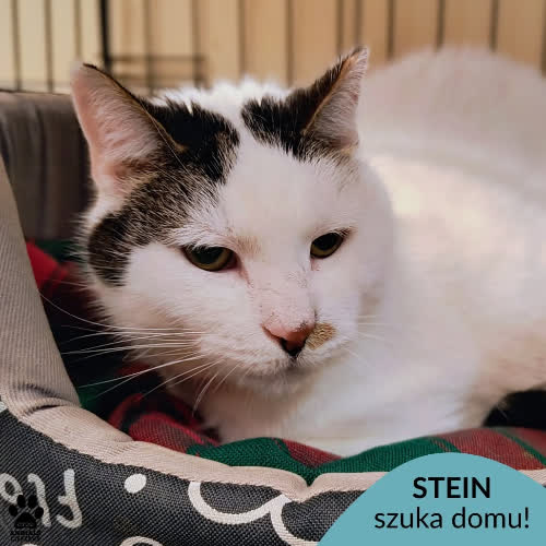 Stein