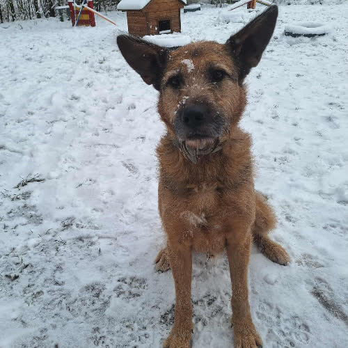 Psy ze schroniska do adopcji Czesiek