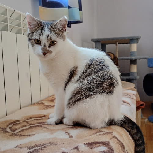 Koty ze schroniska do adopcji Kalipso