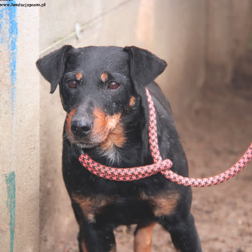 Psy ze schroniska do adopcji Bakuś