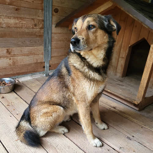 Psy ze schroniska do adopcji Ares