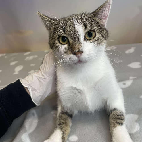 Koty ze schroniska do adopcji Patryk