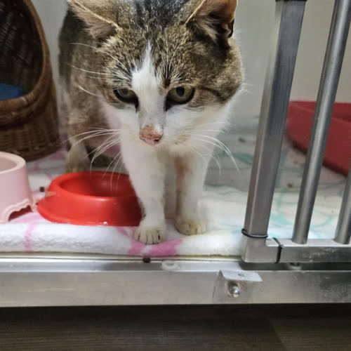 Koty ze schroniska do adopcji Maurycy