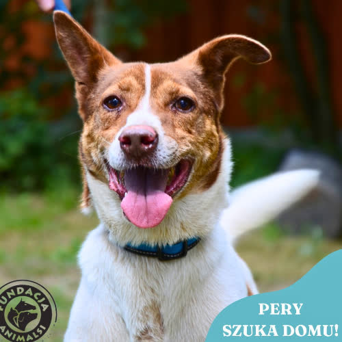Psy ze schroniska do adopcji PERY