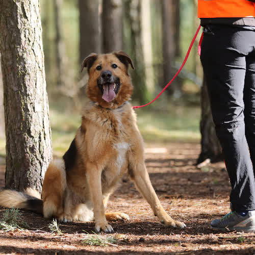 Psy ze schroniska do adopcji Tako