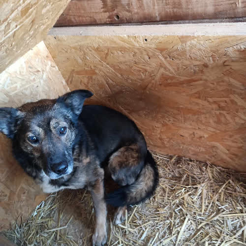 Psy ze schroniska do adopcji Nelson