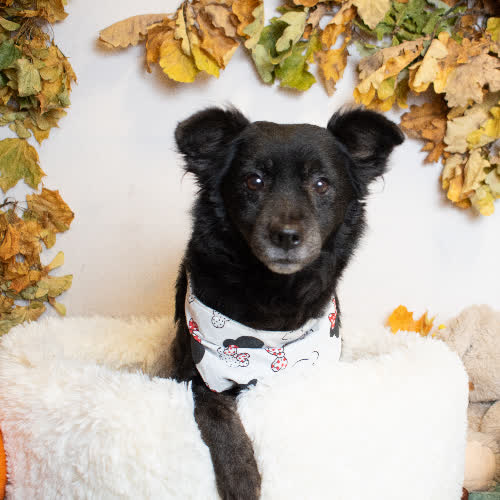 Psy ze schroniska do adopcji MELISKA