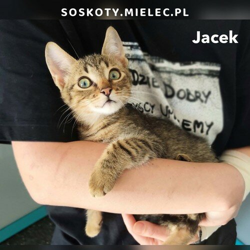Jacek