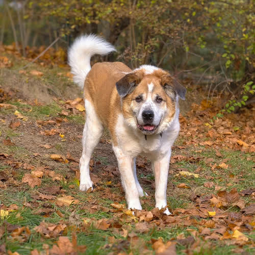 Psy ze schroniska do adopcji Berni