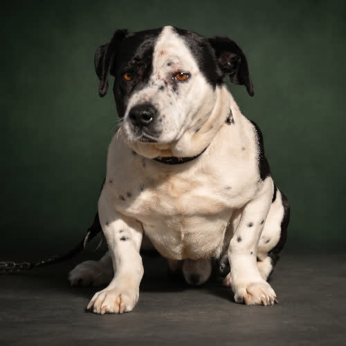 Psy ze schroniska do adopcji LEONARD