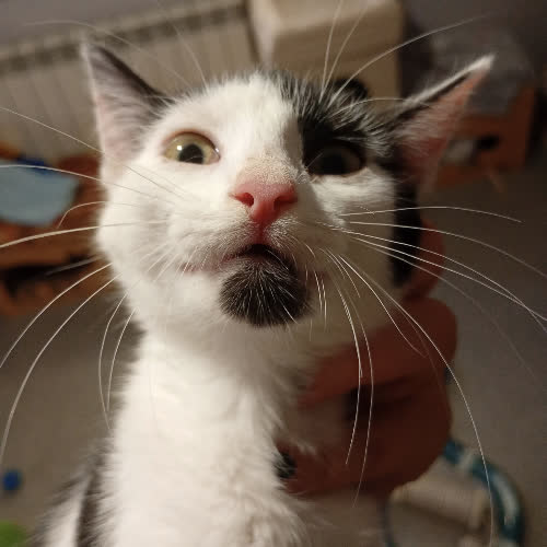 Koty ze schroniska do adopcji Suzie