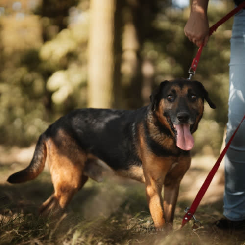 Psy ze schroniska do adopcji Szefuńcio