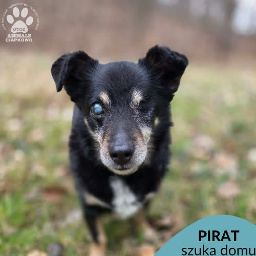 Pirat
