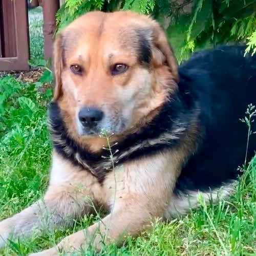 Rambo