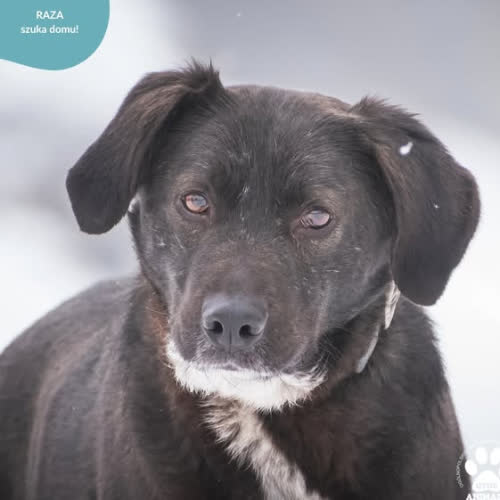 Psy ze schroniska do adopcji RAZA