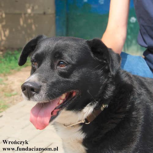 Psy ze schroniska do adopcji Wrończyk