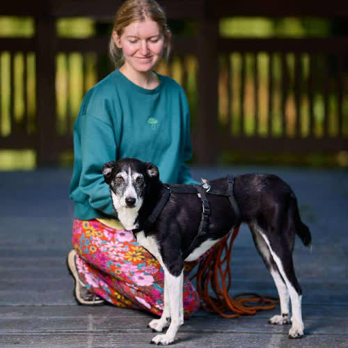 Psy ze schroniska do adopcji Motylek