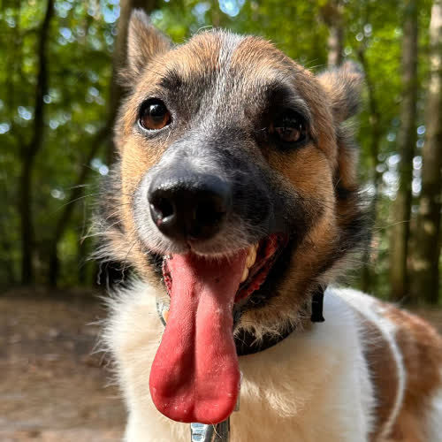 Psy ze schroniska do adopcji Niki 