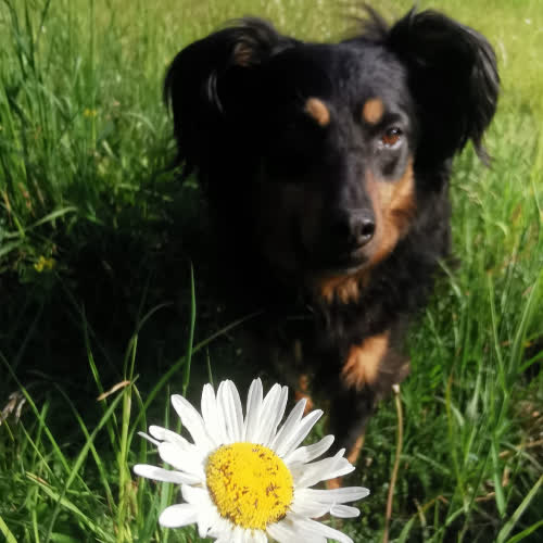 Psy ze schroniska do adopcji Paula