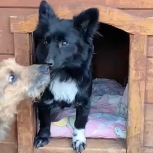 Psy ze schroniska do adopcji Czesia