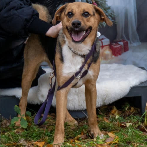 Psy ze schroniska do adopcji Nodi