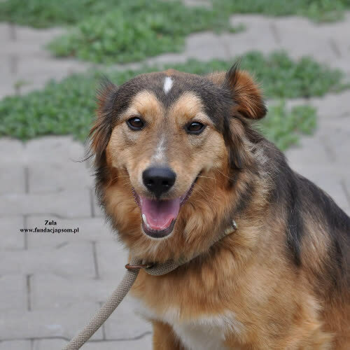 Zula