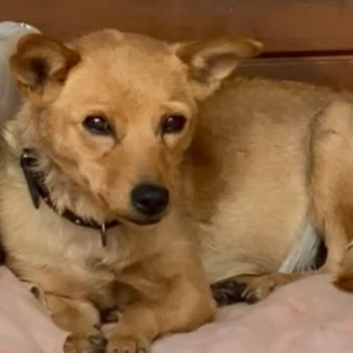 Psy ze schroniska do adopcji Miki