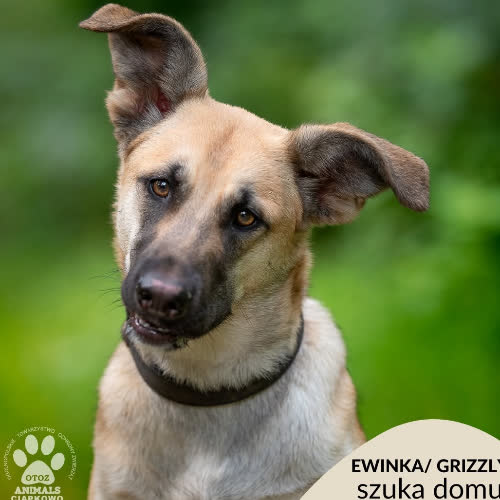 Ewinka/Grizzly