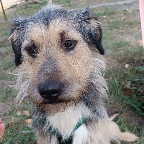 Psy ze schroniska do adopcji Barni