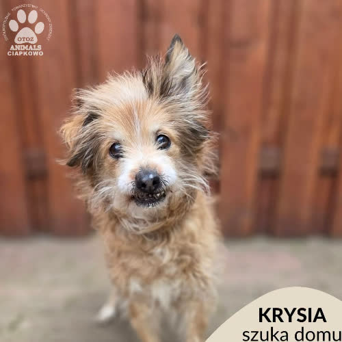 Krysia