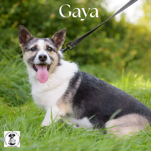 Psy ze schroniska do adopcji Gaya