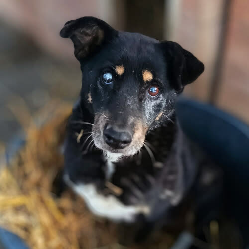 Psy ze schroniska do adopcji Perełka 
