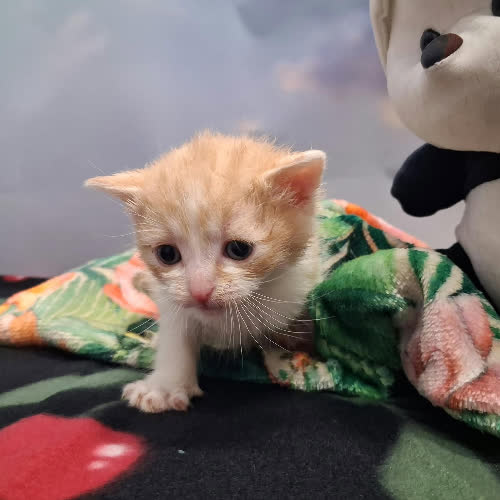 Koty ze schroniska do adopcji Wafelek