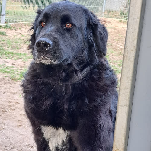 Psy ze schroniska do adopcji Miła