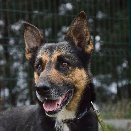 Psy ze schroniska do adopcji HEKTOR