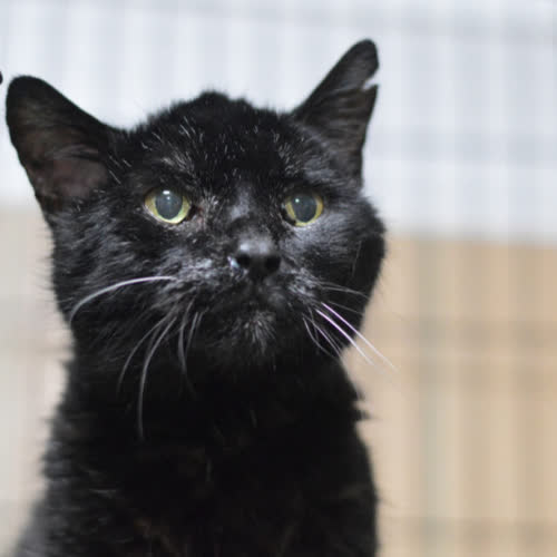 Koty ze schroniska do adopcji Kornelek